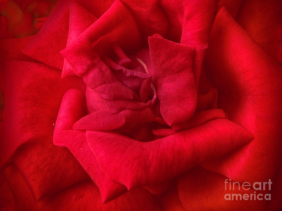 Red Red Rose #1 Photograph by Judy Hall-Folde