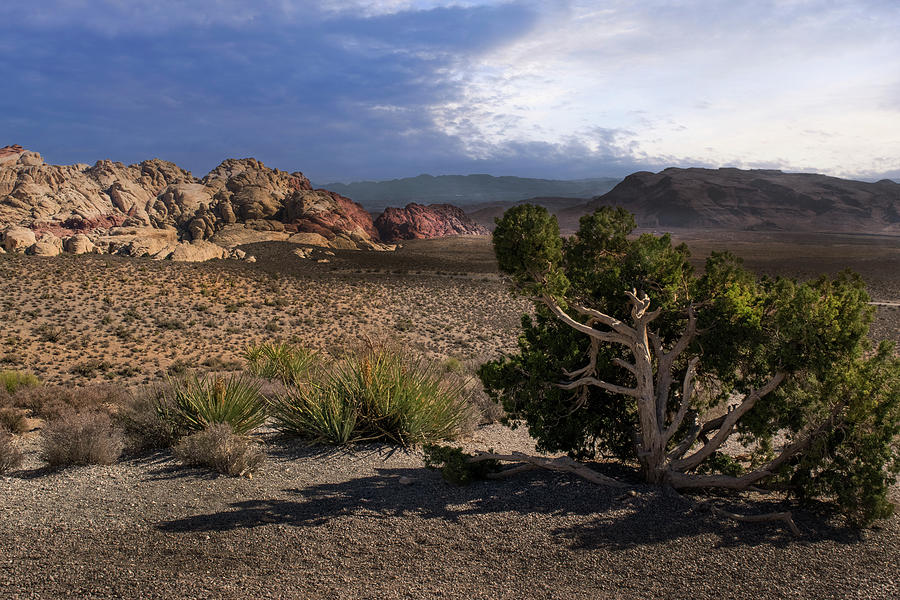 Red Rocks Nevada Panorama #1 Photograph by Frank Wilson