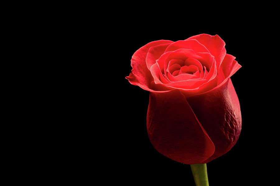 Red rose flower isolated on black background #1 Photograph by Philippe Lejeanvre