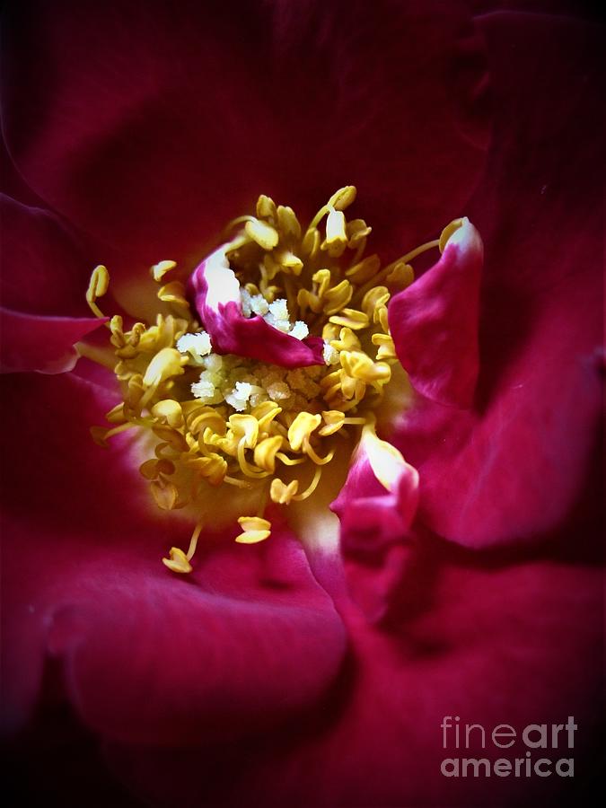 Red Rose Macro 4 #2 Photograph by Tara Shalton