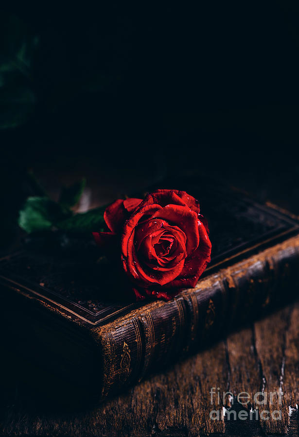 Red rose on old book #1 Photograph by Jelena Jovanovic