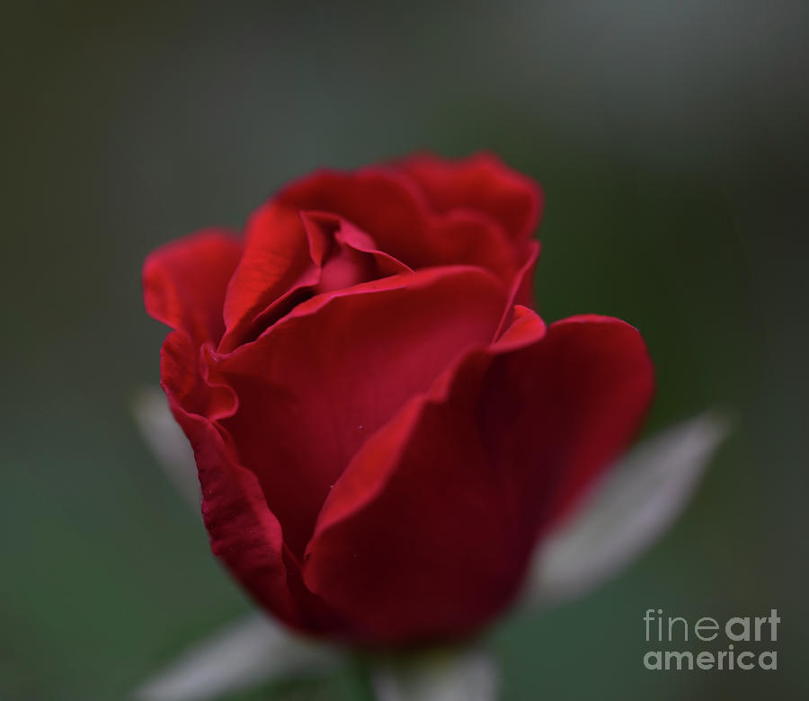 Red Rose #1 Photograph by Patrick Nowotny