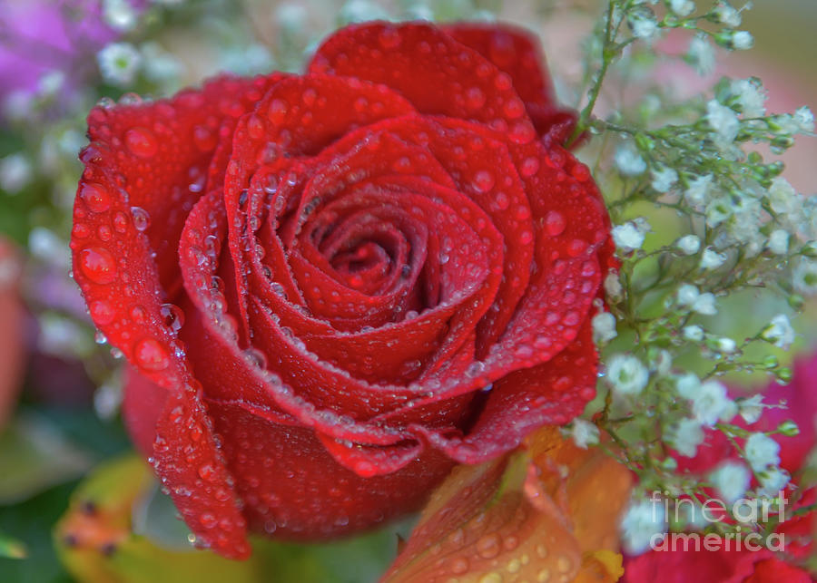 Red Rose with Water Drops #1 Photograph by Olga Hamilton
