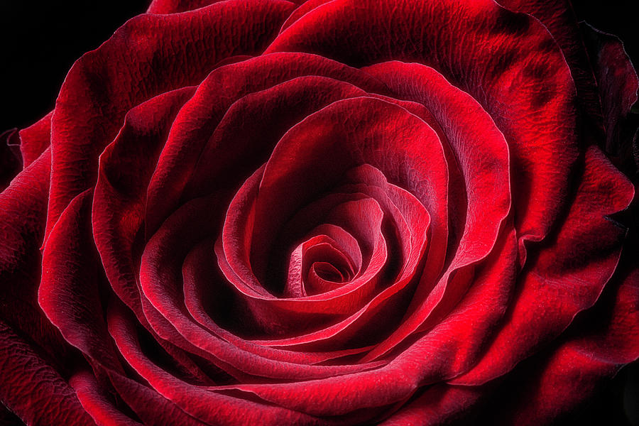 Red Rose #1 Photograph by Wolfgang Stocker