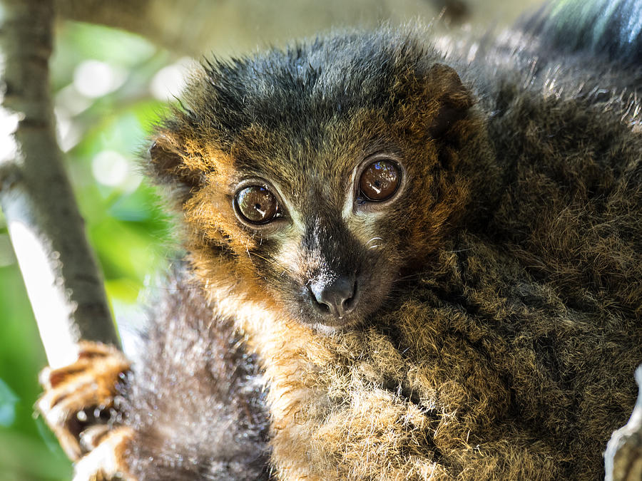 Red ruffed lemur eyes close up on a tree. #1 Photograph by Jose A. Bernat Bacete