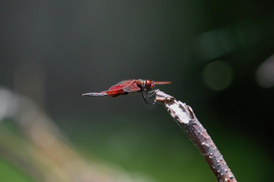 Red Saddlebag Dragonfly #1 Photograph by Brook Burling