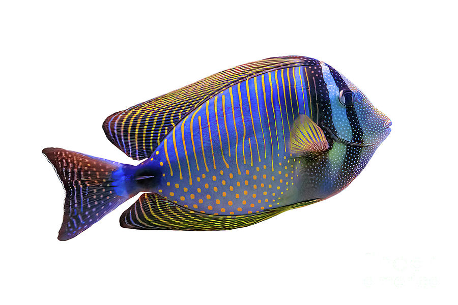 Red Sea sailfin tang in Red Sea Photograph by Benny Marty - Fine Art ...