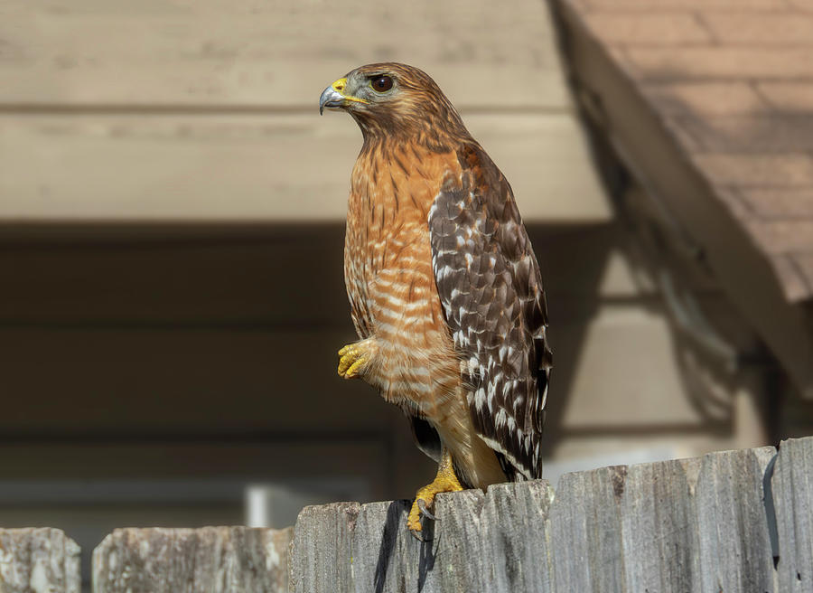 Red Shouldered Hawk 5 #1 Photograph by J M Farris Photography