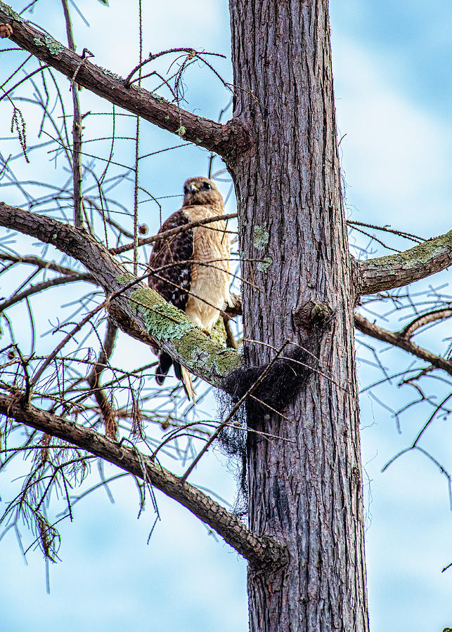 Red Shouldered Hawk Photograph by Daniel Hebard