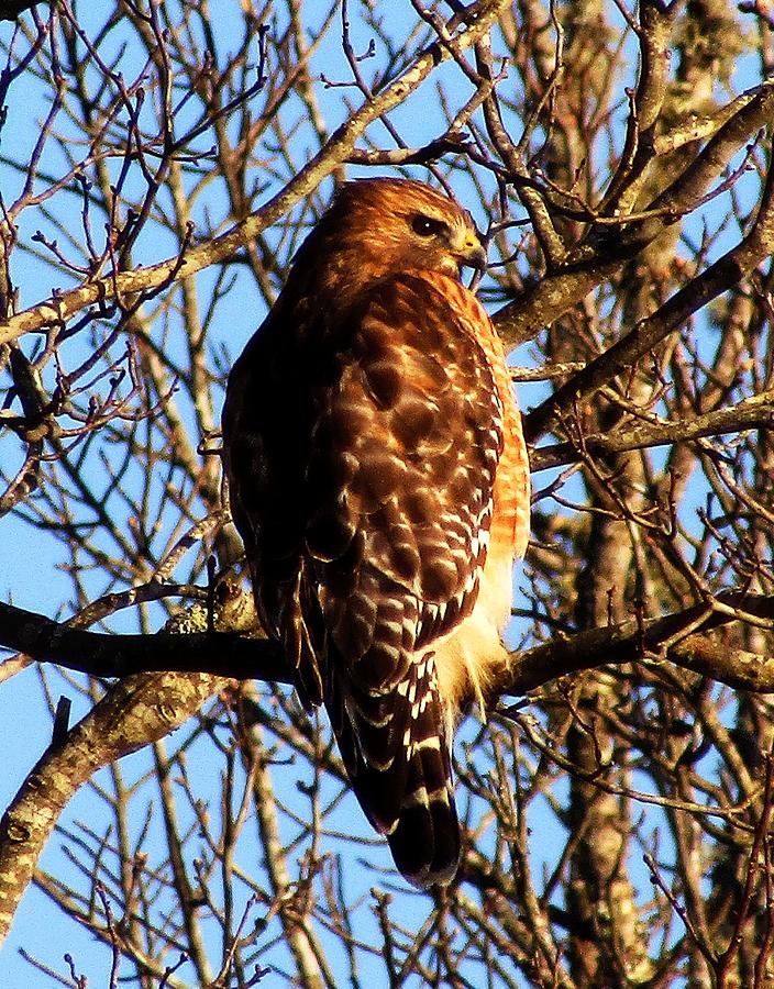 Red Shouldered Hawk #1 Photograph by Joshua Bales