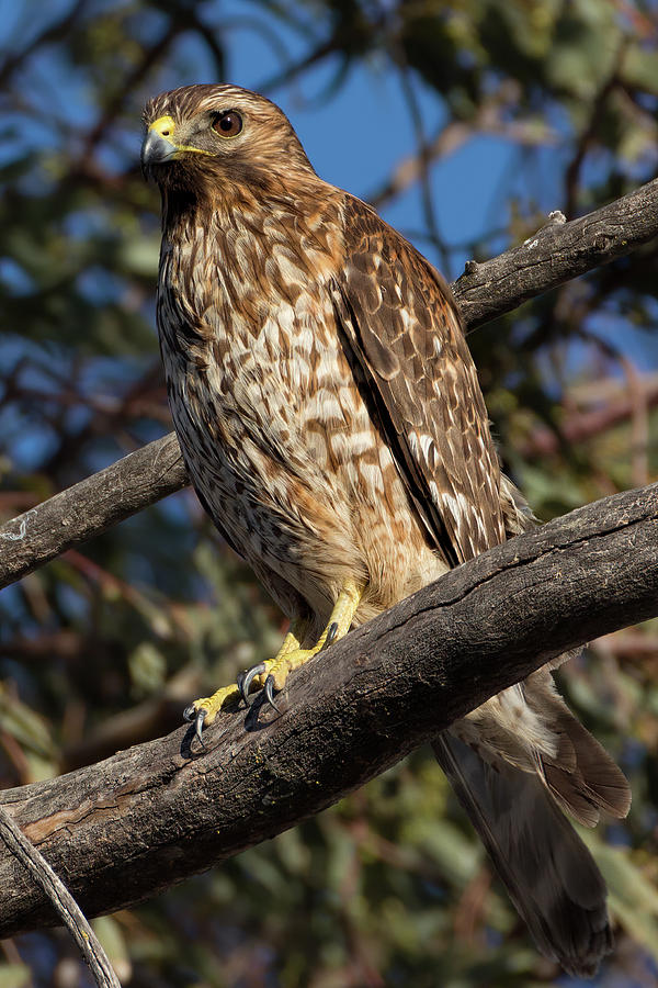 Red-shouldered Hawk #1 Photograph by Kathleen Bishop