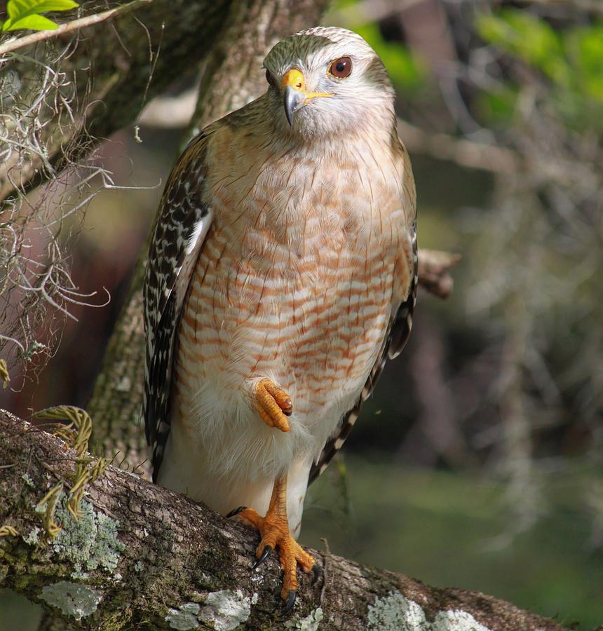 Red shouldered hawk portrait #1 Photograph by Jeni Tirnauer - Fine Art ...