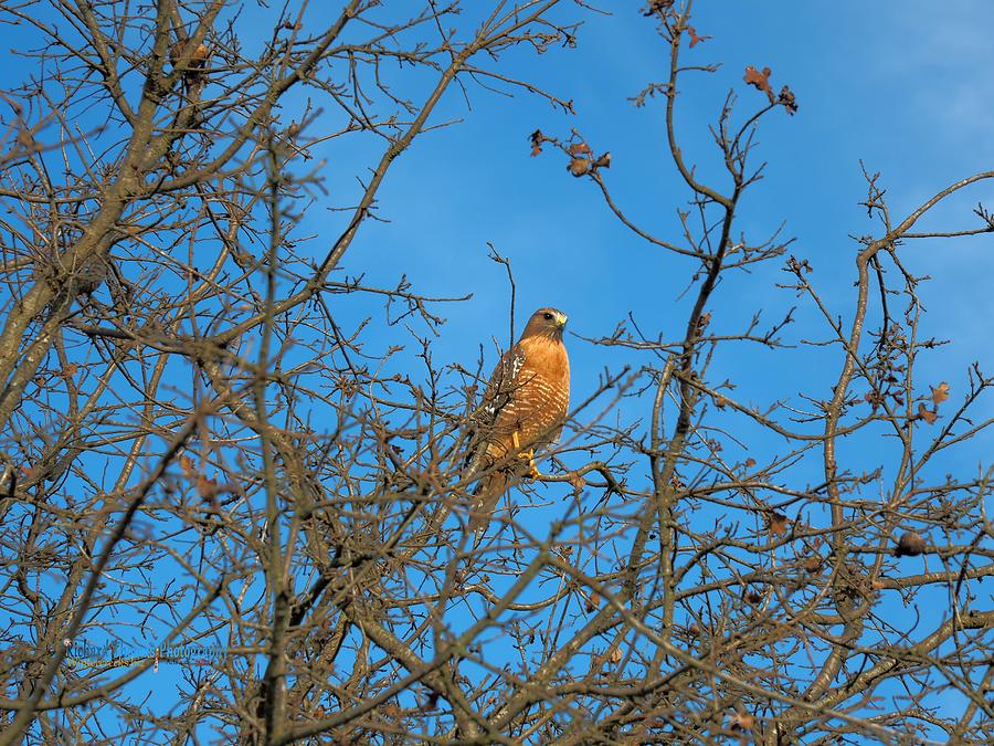 Red Shouldered Hawk #1 Photograph by Richard Thomas