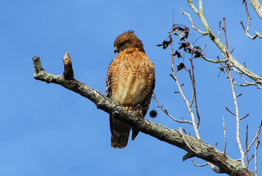 Red-shouldered Hawk #1 Photograph by Sandy Zanko - Fine Art America