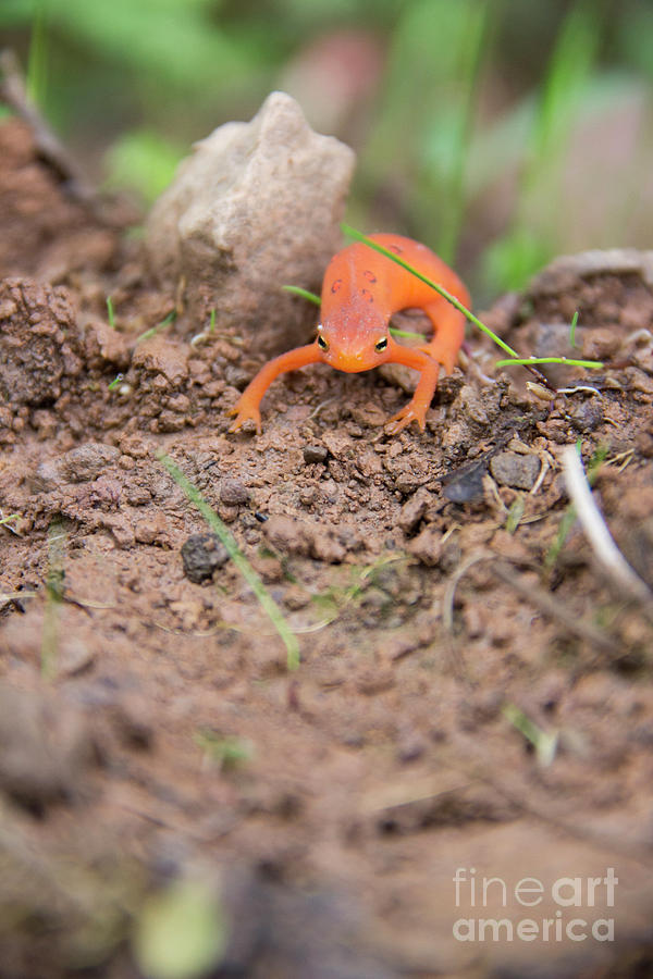 Red Spotted Newt Photograph by Jeannette Hunt