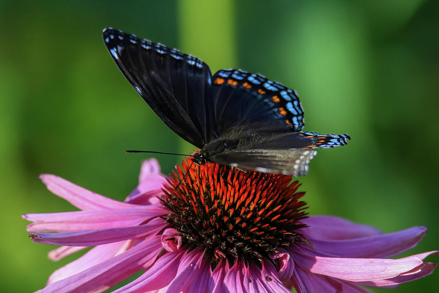 Red Spotted Purple #1 Photograph by Brook Burling
