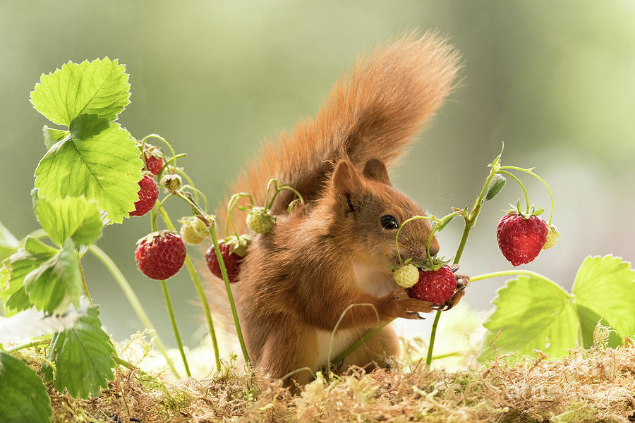 Red Squirrel eats a strawberry Photograph by Geert Weggen Fine Art