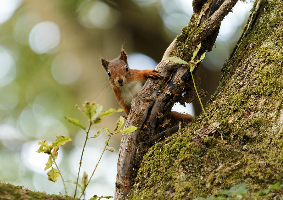 Red squirrel #1 Photograph by Fazer44