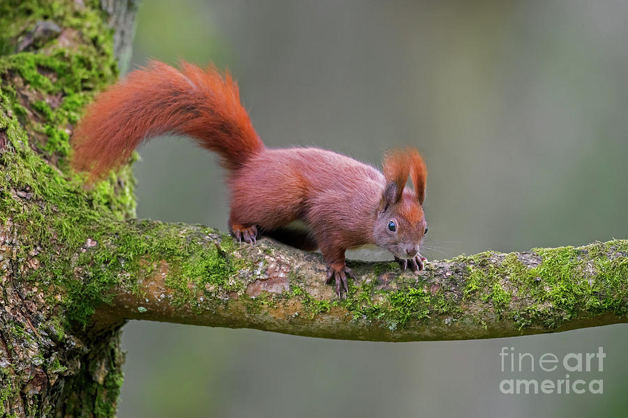 Red Squirrel in Tree #1 Photograph by Arterra Picture Library