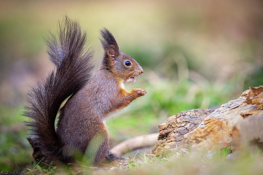 Red Squirrel - Sciurus vulgaris #1 Photograph by Jivko Nakev