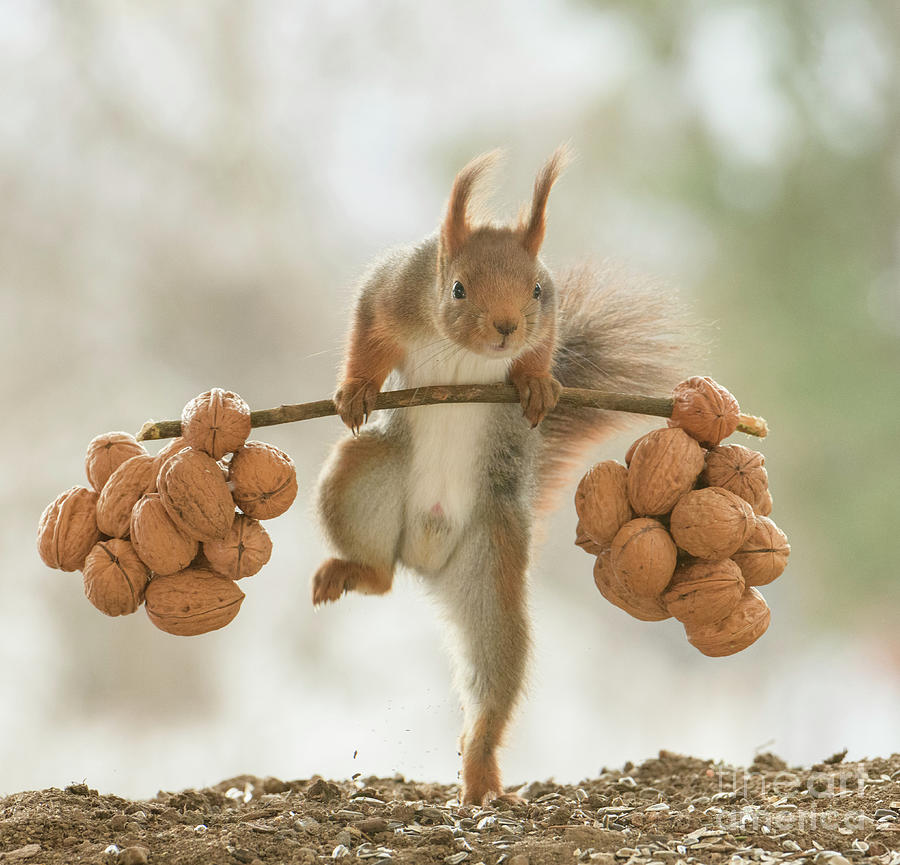 Red Squirrel Walking With Weights And Walnuts Photograph by Geert Weggen - Fine Art America