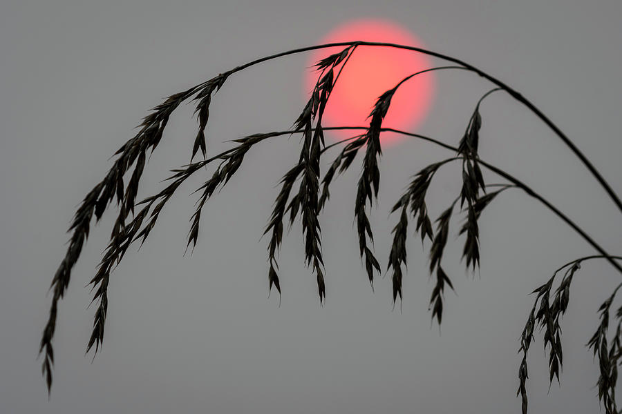 Astoria Photograph - Red Sun Silhouette by Robert Potts