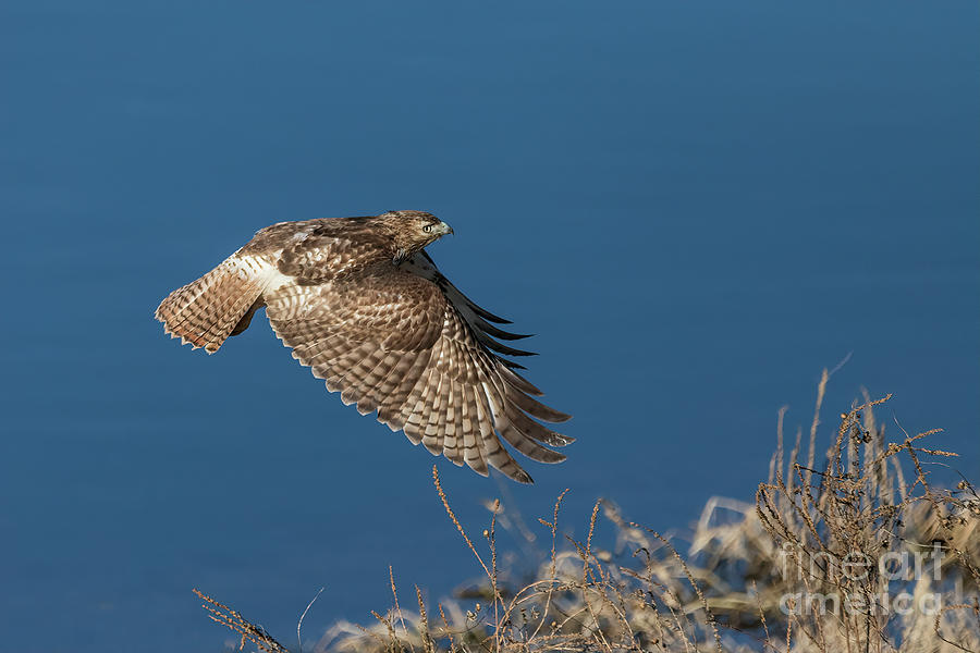 Red Tail Hawk in Flight #1 Photograph by Teresa Jack