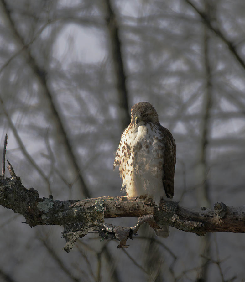 Red Tail Hawk #1 Photograph by Paul Ross