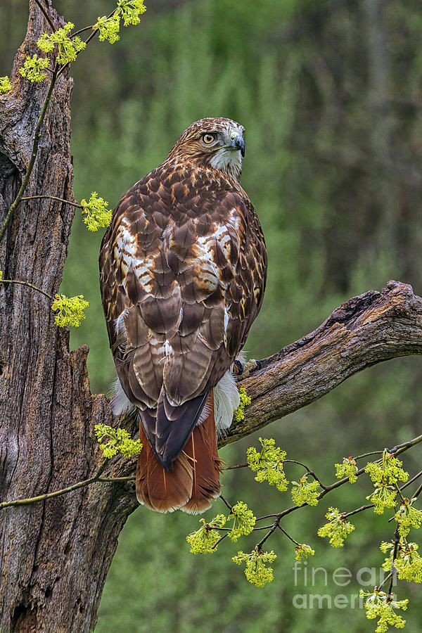 Red Tail Hawk #1 Photograph by Teresa Jack
