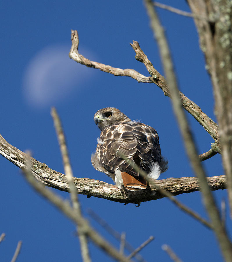 Red Tail Hawk Under Half Moon #1 Photograph by Paul Ross