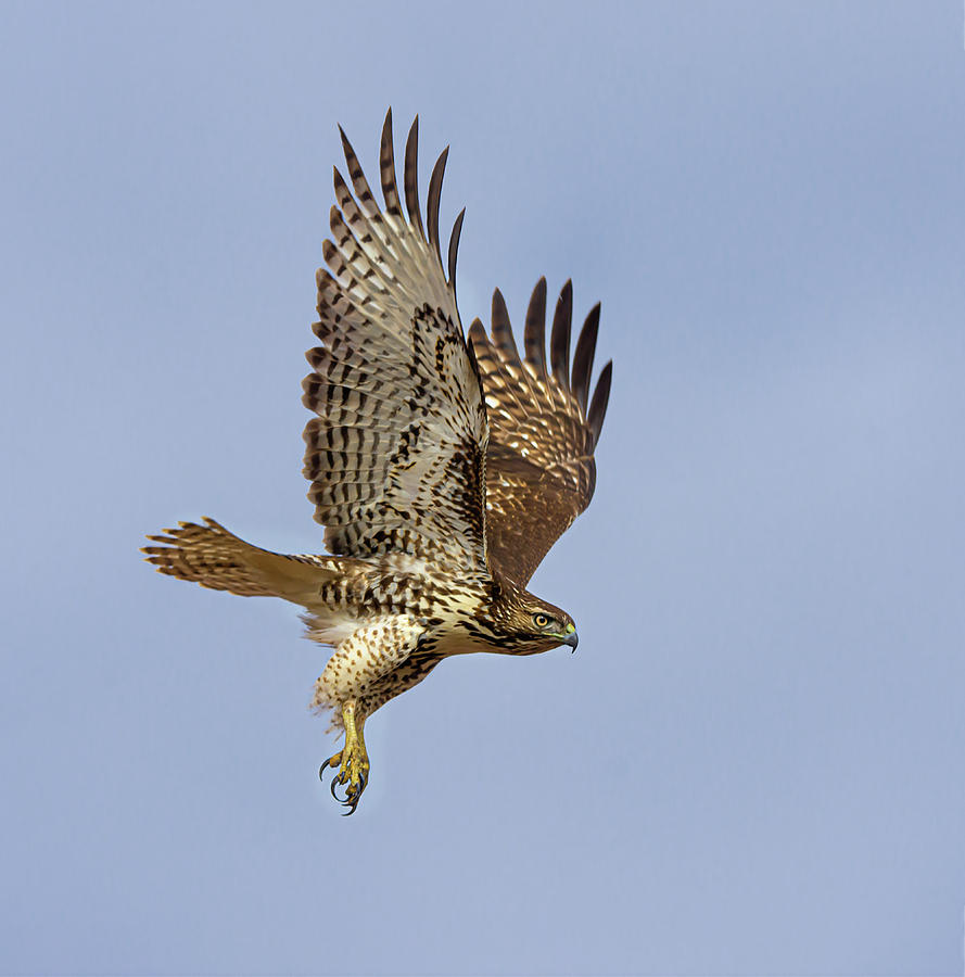 Red Tailed Hawk 3 Photograph by Rick Mosher