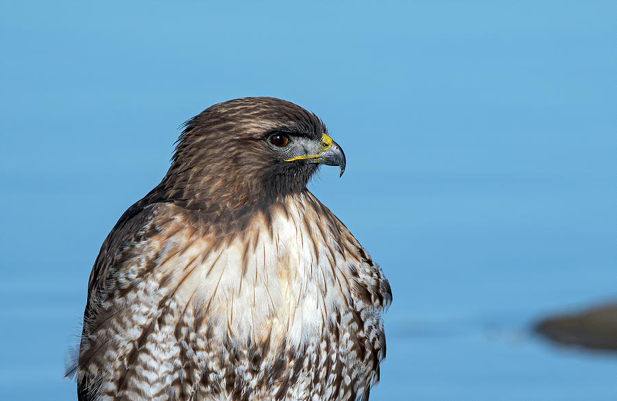 Red Tailed Hawk 6 Photograph by Rick Mosher