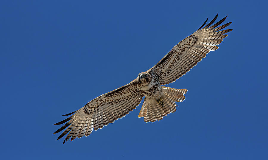 Nature Photograph - Red Tailed Hawk 8 #1 by Rick Mosher