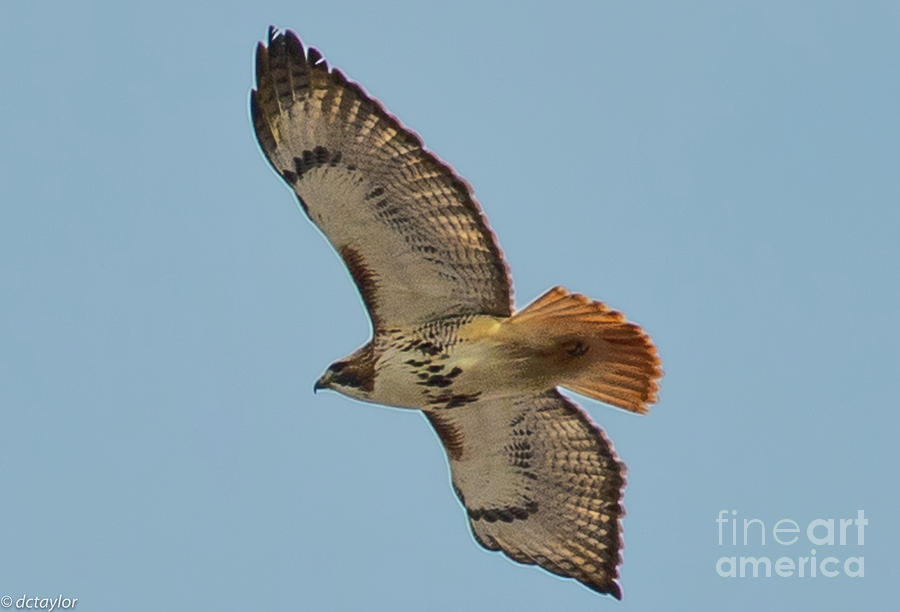 Red-Tailed Hawk #1 Photograph by David Taylor