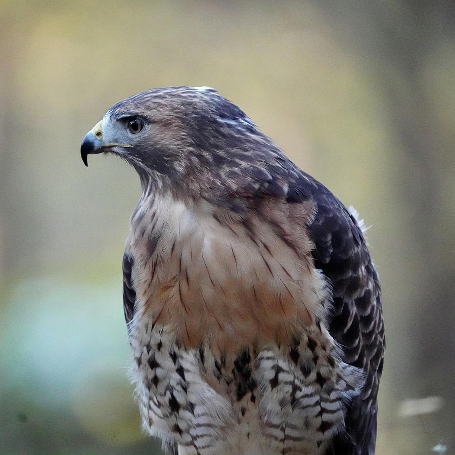 Red-tailed Hawk Photograph by Dee Omer - Fine Art America