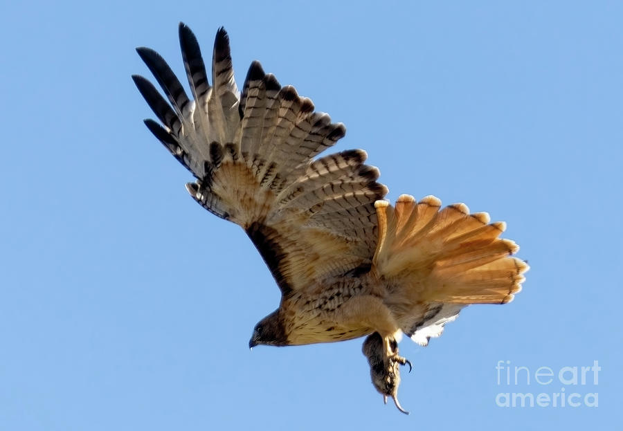 Red-tailed Hawk Hunting #1 Photograph by Steven Krull