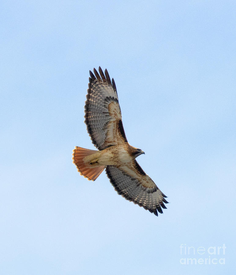 Red Tailed Hawk in Eleven Mile Canyon #1 Photograph by Steven Krull