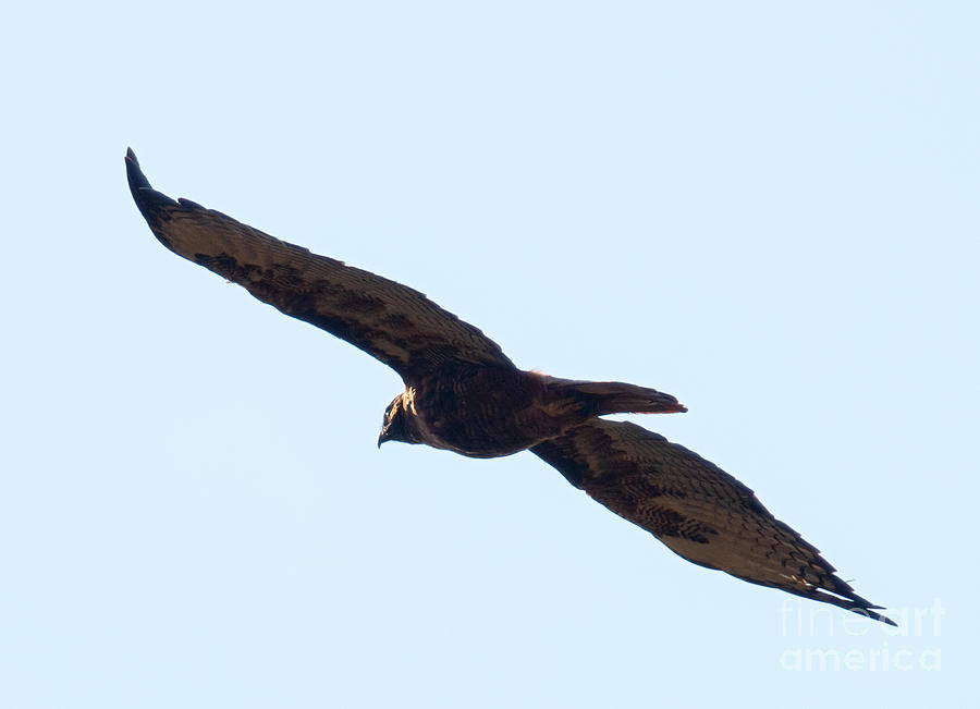 Red Tailed Hawk In Flight Photograph