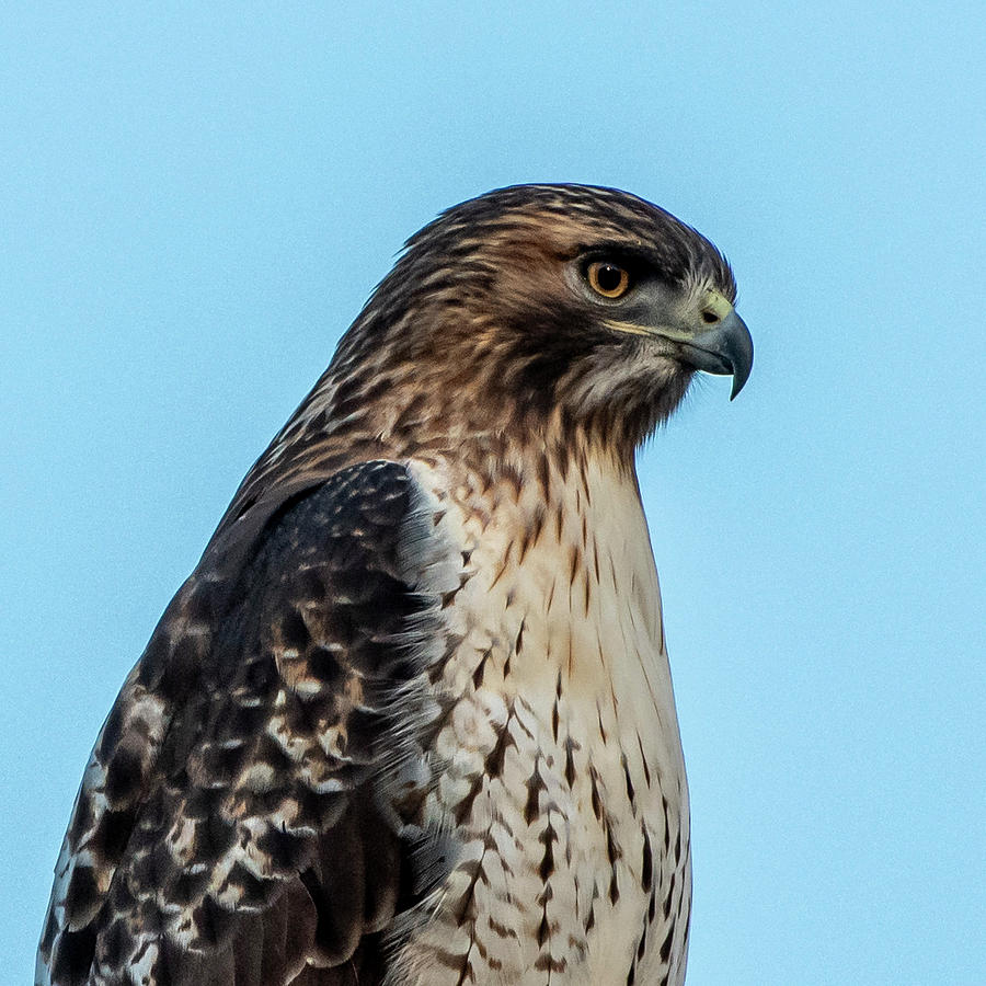 Red-tailed Hawk #2 Photograph by Ken Stampfer
