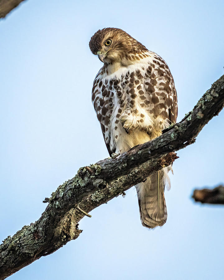 Red Tailed Hawk on perch Photograph by William Krumpelman - Fine Art ...