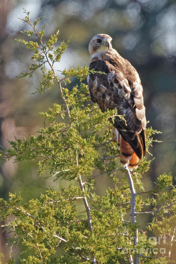 Hawk Photograph - Red Tailed Hawk Sitting #1 by Natural Focal Point Photography