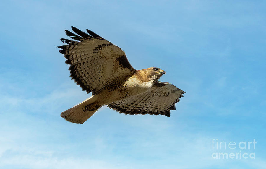 Red-tailed Hawk Soaring Overhead #1 Photograph by Steven Krull