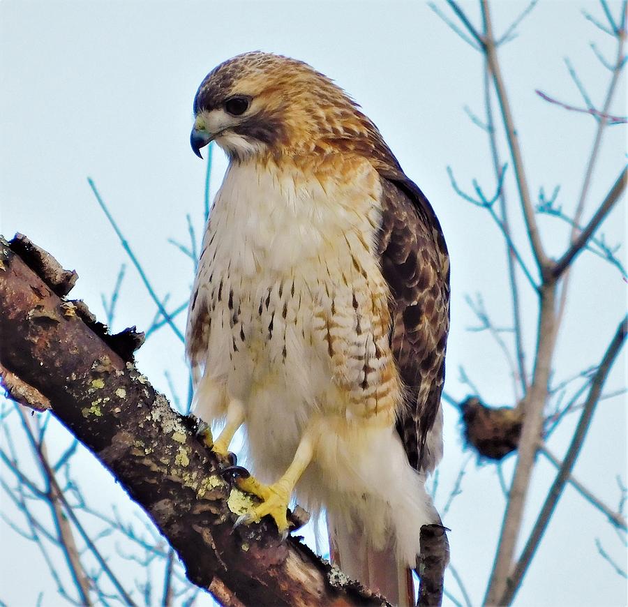 - Red-tailed Hawk #1 Photograph by THERESA Nye