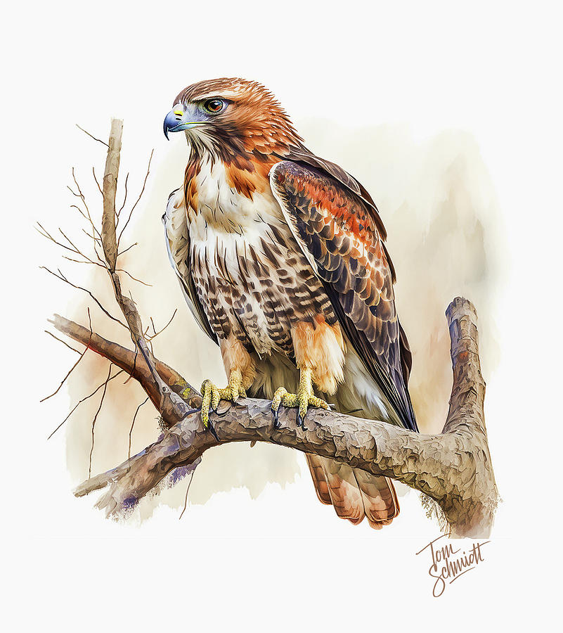 Red Tailed Hawk Digital Art By Tom Schmidt Pixels