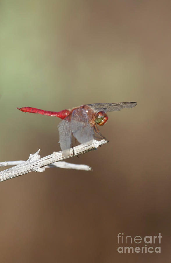 Red-tailed Pennant Dragonfly  #1 Photograph by Ruth Jolly