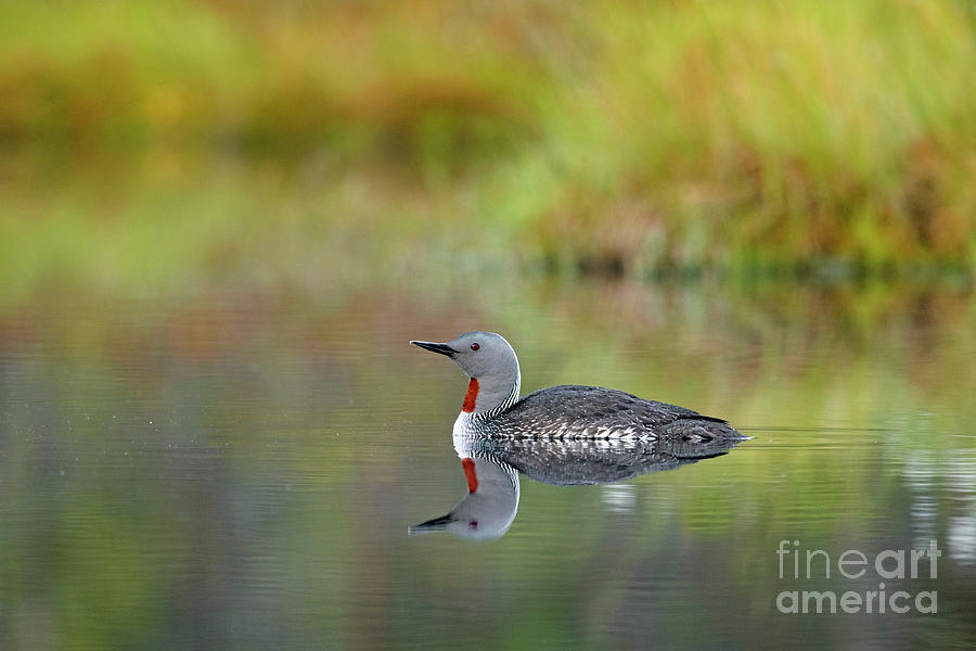 Red-Throated Loon #1 Photograph by Arterra Picture Library