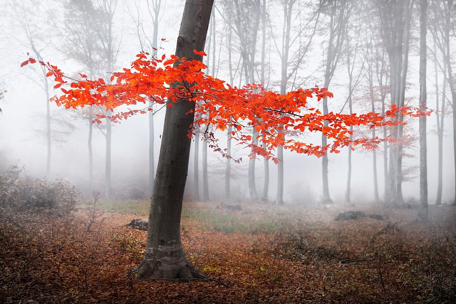 Red tree in foggy forest #1 Photograph by Toma Bonciu