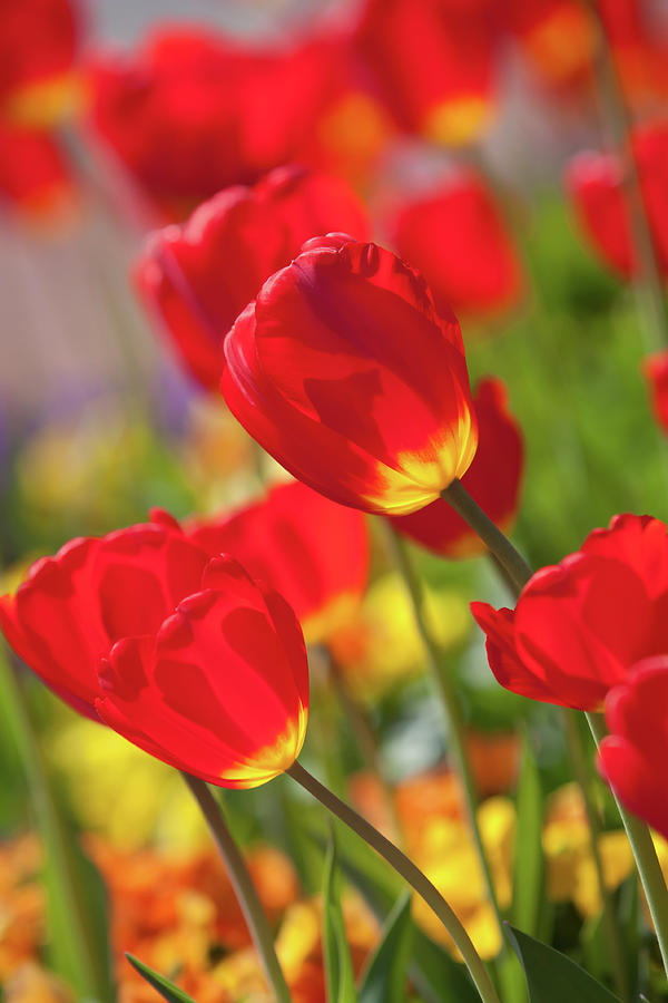 Red Tulip Garden Photograph by Mark Chandler