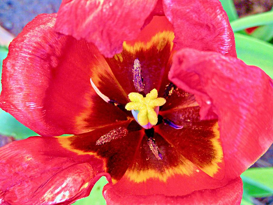Red Tulip #1 Photograph by Stephanie Moore