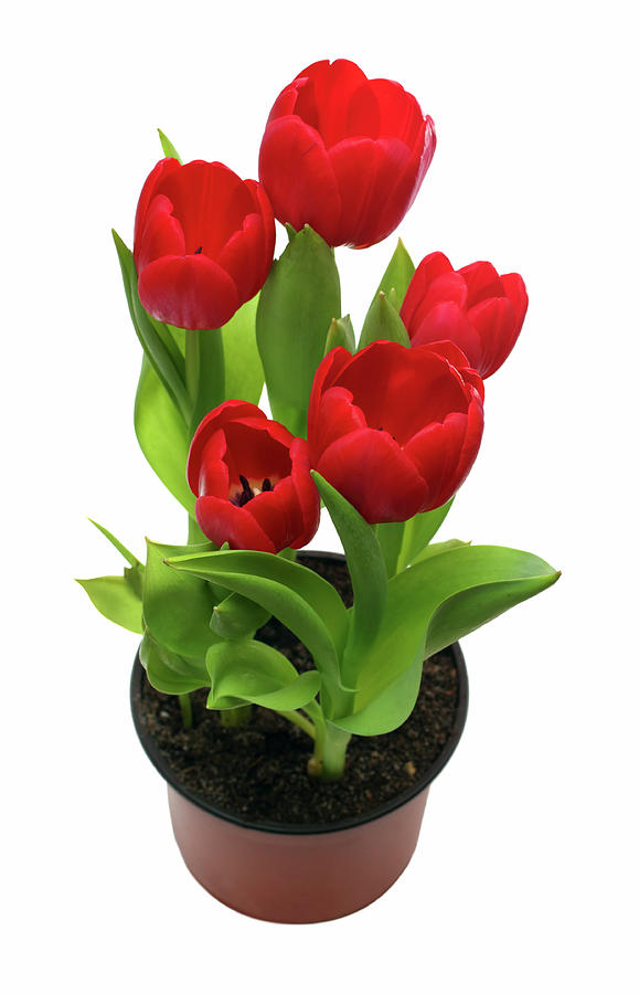 Red Tulips In Pot #1 Photograph by Mikhail Kokhanchikov
